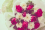 Best-Flower-Delivery-Services-in-Lahore-for-Every-Occasion.